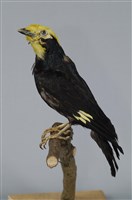 藏品(金頭椋鳥)的圖片